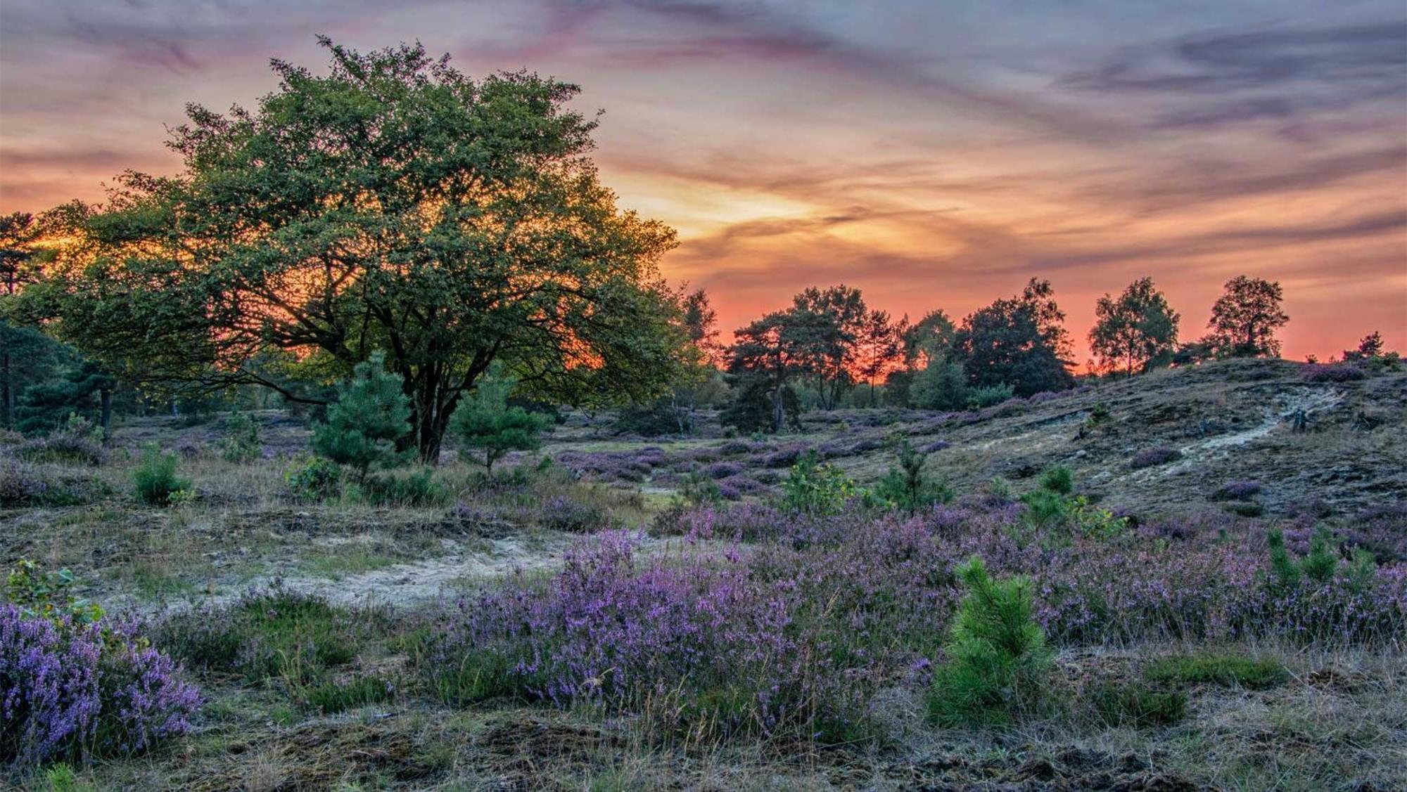 Molecaten Park Landgoed Ginkelduin Leersum ภายนอก รูปภาพ