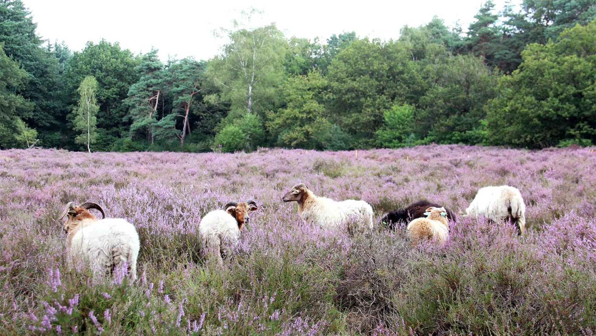 Molecaten Park Landgoed Ginkelduin Leersum ภายนอก รูปภาพ